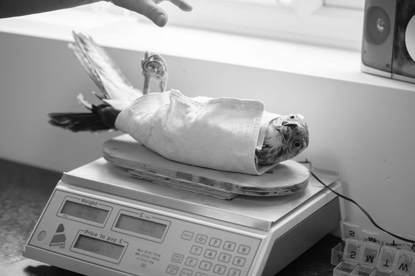 Essential Steps to Effectively Rehabilitate Cats Rescued from Hoarding Environments