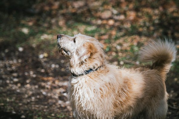 Nourishing Expecting Queens: Tailoring the Perfect Diet for Optimal Feline Pregnancy Health